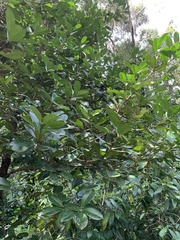 Eugenia brasiliensis