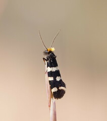 Iphierga chrysopa