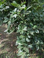 Eugenia brasiliensis