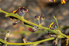 Daviesia nudiflora