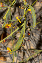 Daviesia nudiflora