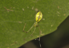 Miagrammopes flavus