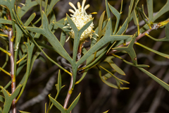 Petrophile shuttleworthiana