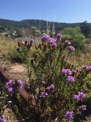 Selago villicaulis