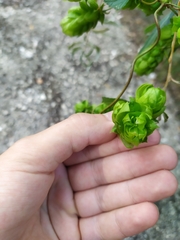 Humulus lupulus