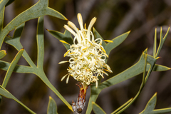 Petrophile shuttleworthiana