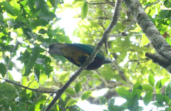 Ptilinopus magnificus