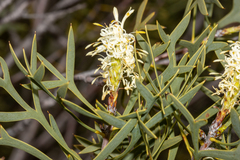 Petrophile shuttleworthiana