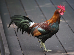 Gallus gallus domesticus