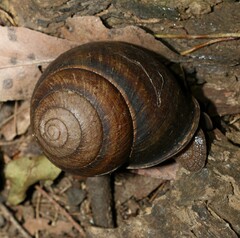 Sphaerospira fraseri