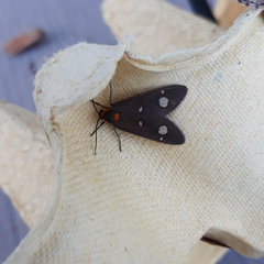 Dysauxes famula
