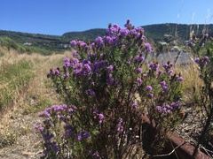 Selago villicaulis