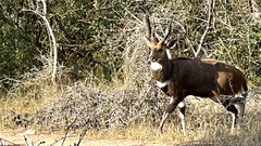 Tragelaphus sylvaticus sylvaticus