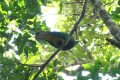 Ptilinopus magnificus