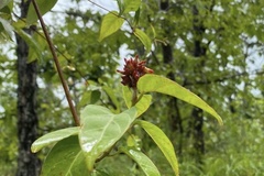 Urceola polymorpha
