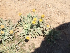 Solidago multiradiata