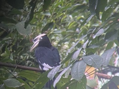 Anthracoceros albirostris