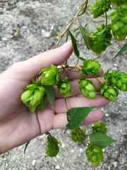 Humulus lupulus