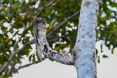 Nyctibius griseus