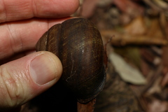 Sphaerospira fraseri