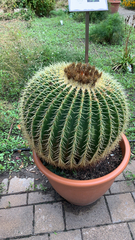 Kroenleinia grusonii