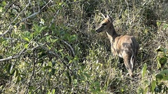 Sylvicapra grimmia