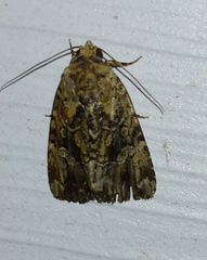 Elaphria chalcedonia