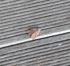 Pseudenargia troodosi