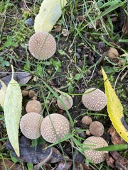 Amanita rubescens