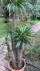 Pachypodium lamerei