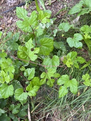 Ampelopsis