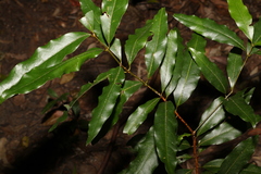 Cinnamomum oliveri