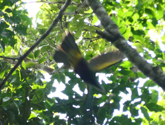 Ptilinopus magnificus