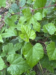 Ampelopsis
