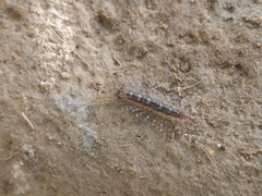 Thereuonema tuberculata