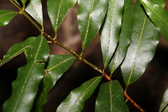 Cinnamomum oliveri
