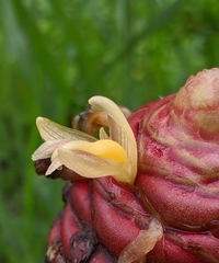 Zingiber ottensii