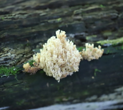 Artomyces pyxidatus