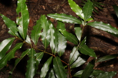 Cinnamomum oliveri