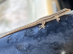 Lygodactylus capensis