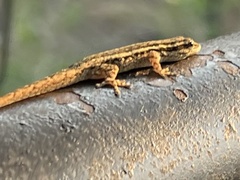 Lygodactylus capensis