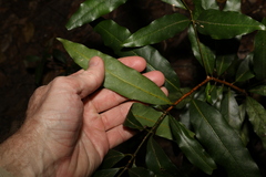 Cinnamomum oliveri