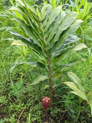 Zingiber ottensii