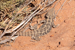 Pogona vitticeps