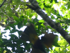 Ptilinopus magnificus