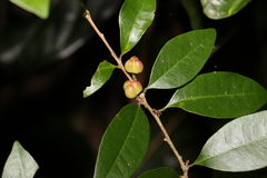 Cleistanthus cunninghamii
