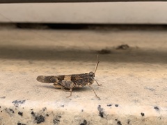 Oedipoda caerulescens