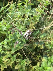 Mentha spicata