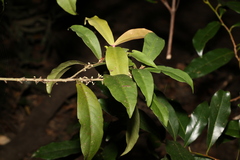 Myrsine subsessilis