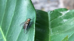 Tachinidae
